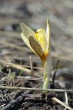 Crocus alatavicus