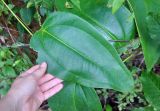 Smilax ovalifolia