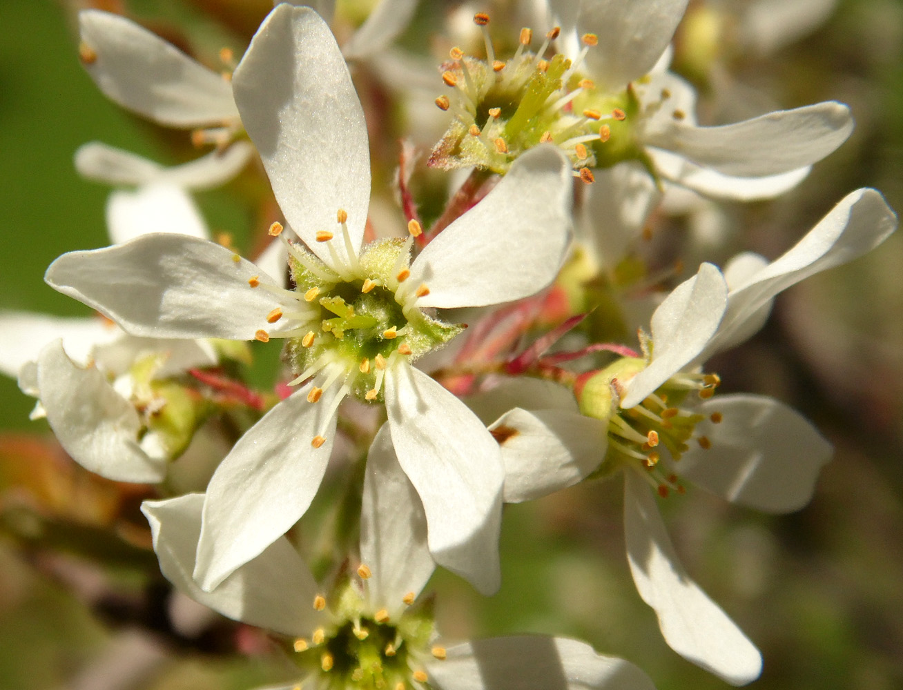 Изображение особи род Amelanchier.