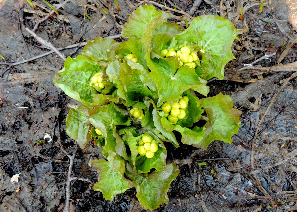 Изображение особи Caltha membranacea.