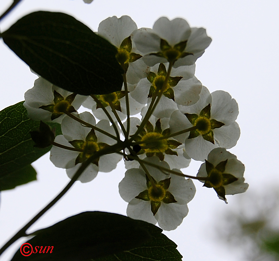 Изображение особи Spiraea lanceolata.