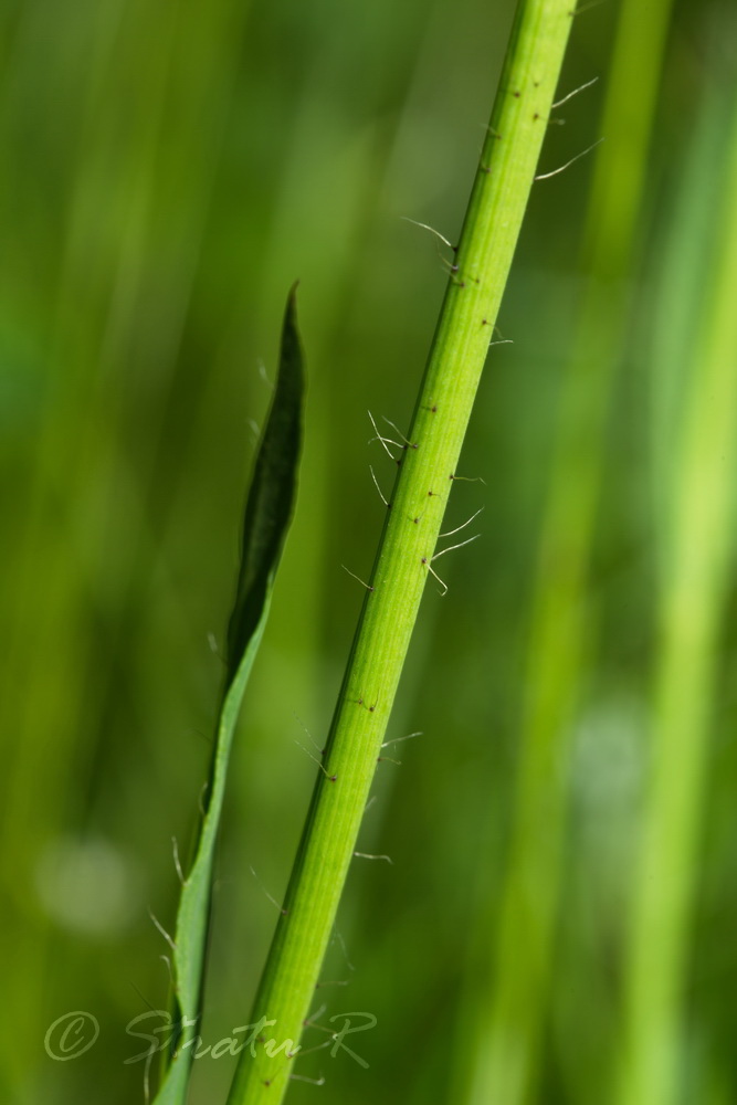 Image of genus Hieracium specimen.