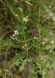 Thesium ramosum. Верхушка побега с бутонами, цветками и завязавшимися плодами. Украина, г. Запорожье, пос. Солнечный, балка. 22.05.2014.