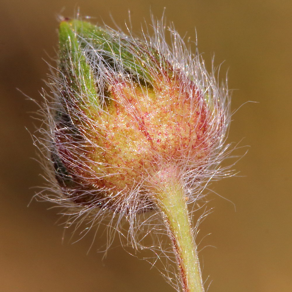 Image of Potentilla recta ssp. pilosa specimen.