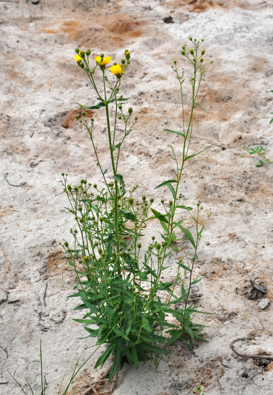 Изображение особи Hieracium umbellatum.