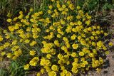 Anthemis monantha