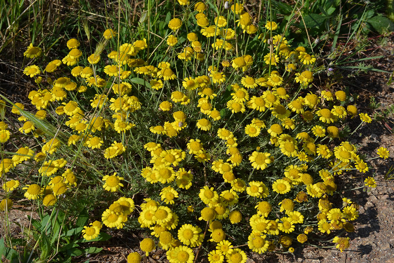 Изображение особи Anthemis monantha.