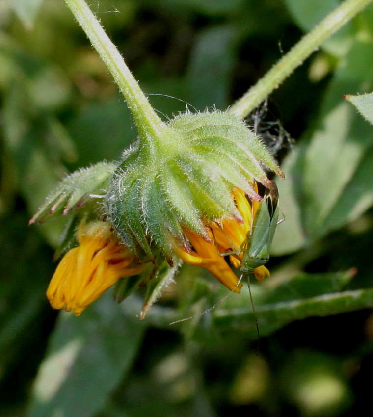 Image of Calendula arvensis specimen.