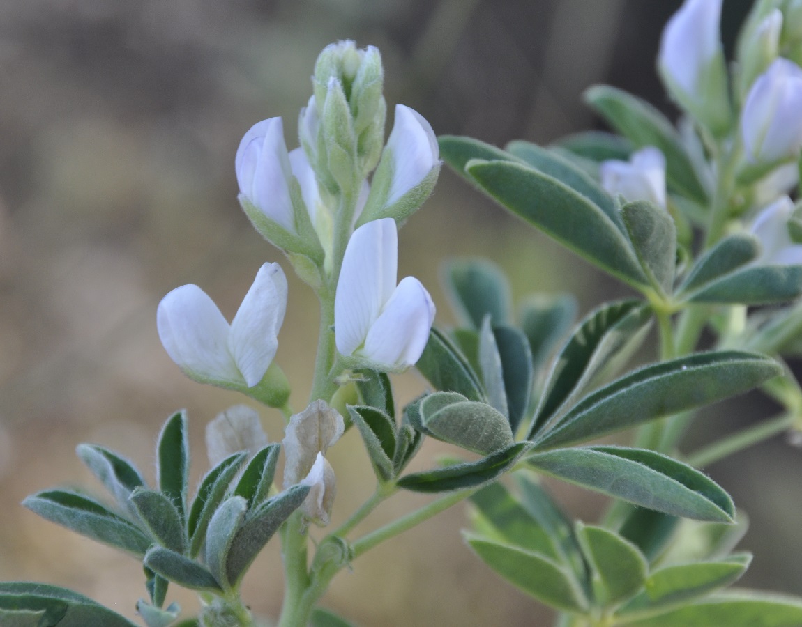 Изображение особи Lupinus albus.