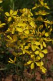 Hypericum elongatum