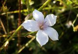 Linum tenuifolium