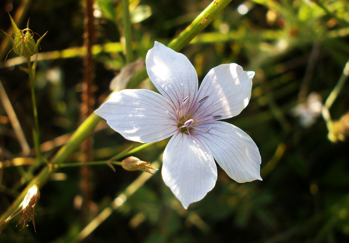 Image of Linum tenuifolium specimen.