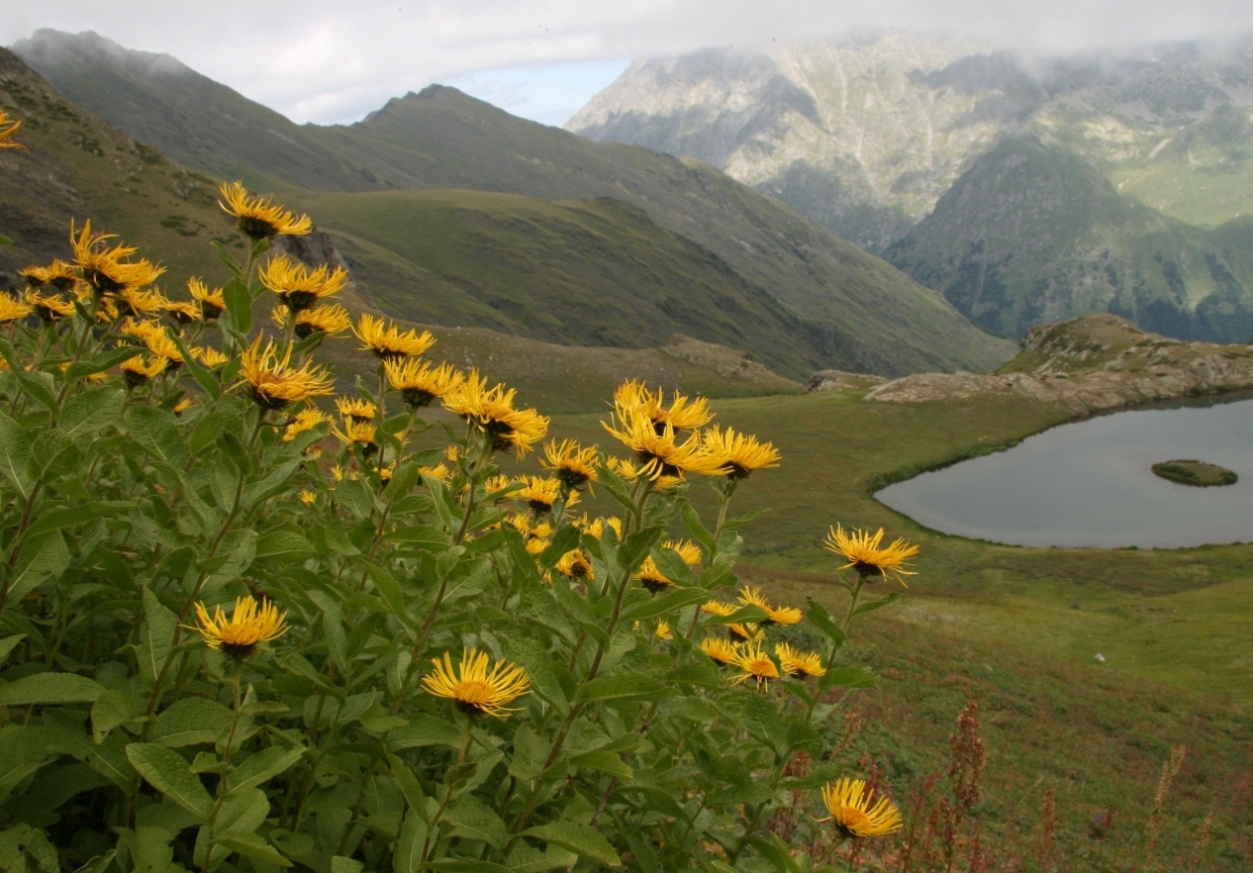 Изображение особи Inula grandiflora.