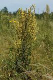 род Verbascum. Цветущее растение. Украина, Харьковская обл., Великобурлукский р-н, окр. с. Нестеровка, склон балки со степной растительностью. 15 июля 2014 г.