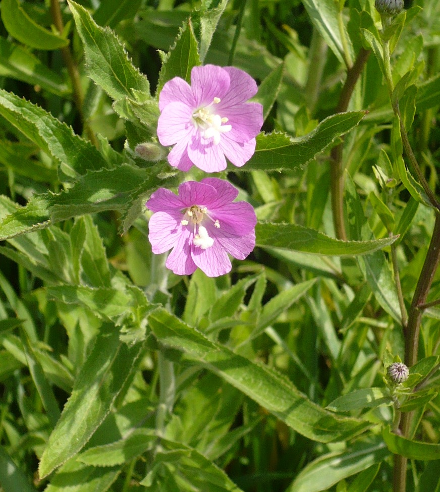 Image of Epilobium hirsutum specimen.