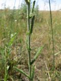 Achillea setacea