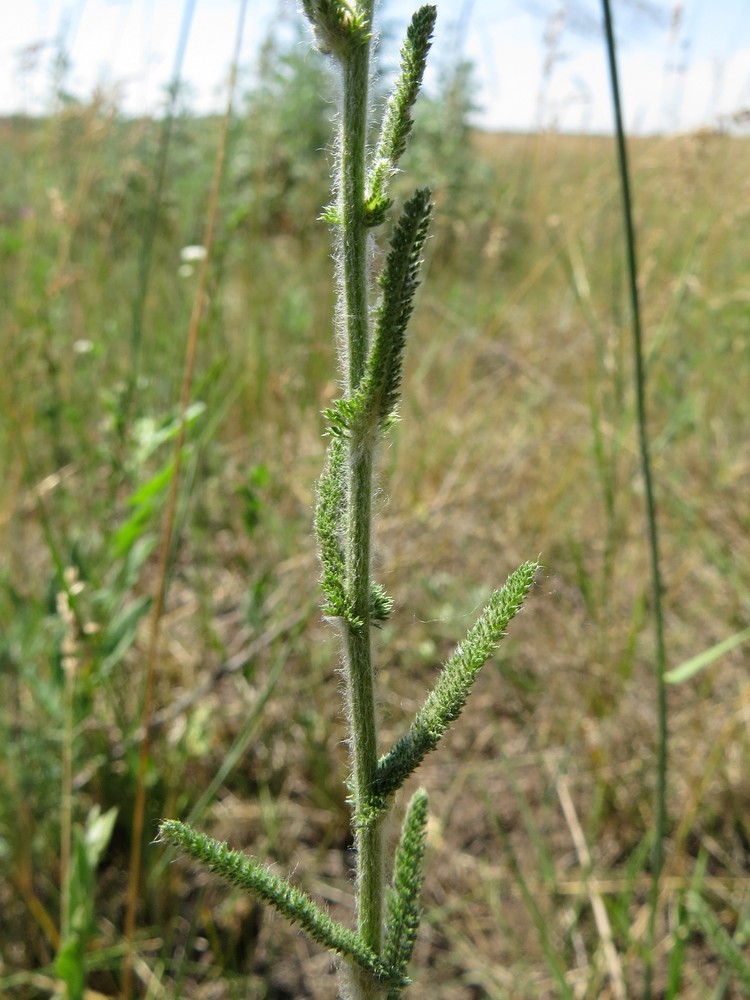 Image of Achillea setacea specimen.