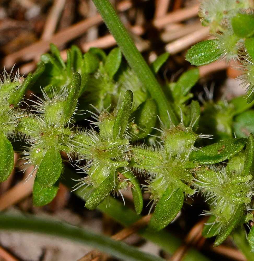 Image of Valantia hispida specimen.