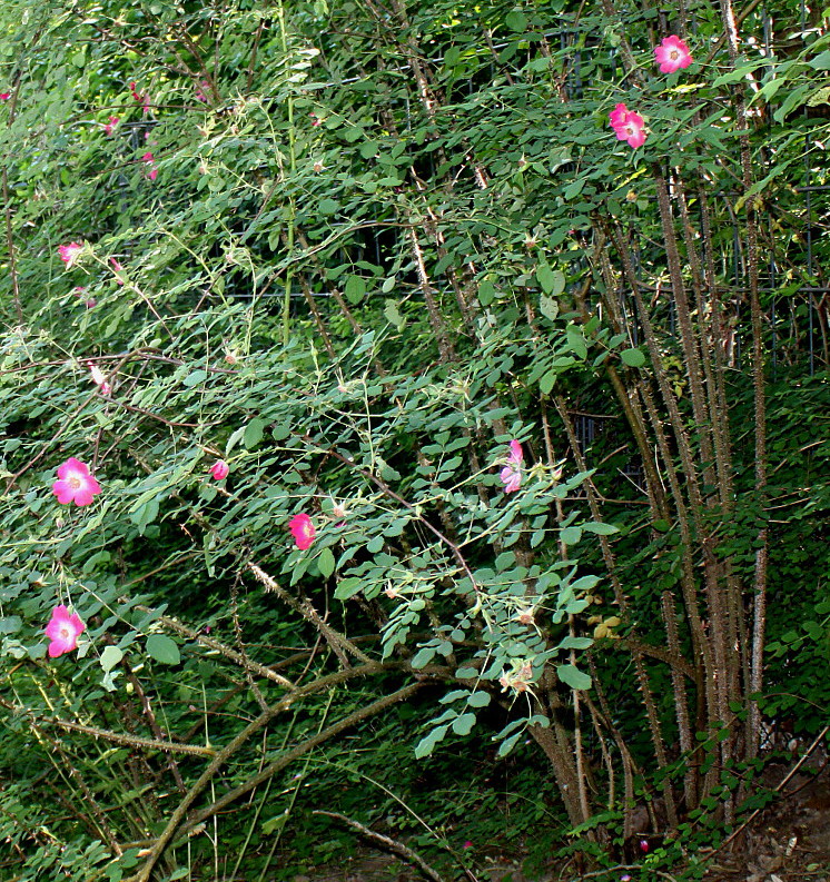 Image of Rosa villosa specimen.