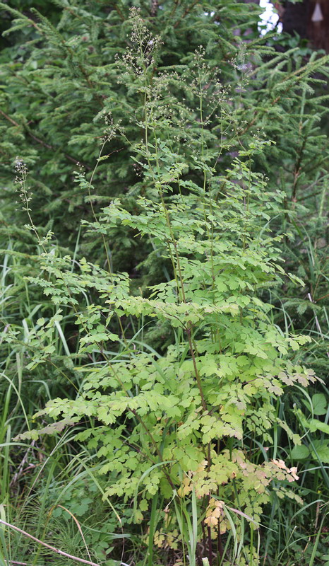 Image of Thalictrum macrophyllum specimen.