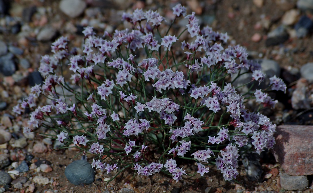 Image of Limonium hoeltzeri specimen.