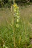 genus Rhinanthus