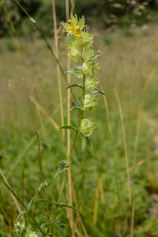 Image of genus Rhinanthus specimen.