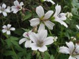 Geranium albiflorum. Цветки. Казахстан, окр. г. Алматы; Заилийский Алатау, Большое Алматинское ущ. 10 июня 2011 г.