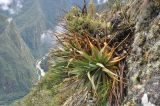 семейство Bromeliaceae. Растение на скале. Перу, археологический комплекс Мачу-Пикчу, склон горы Мачу-Пикчу. 13 марта 2014 г.