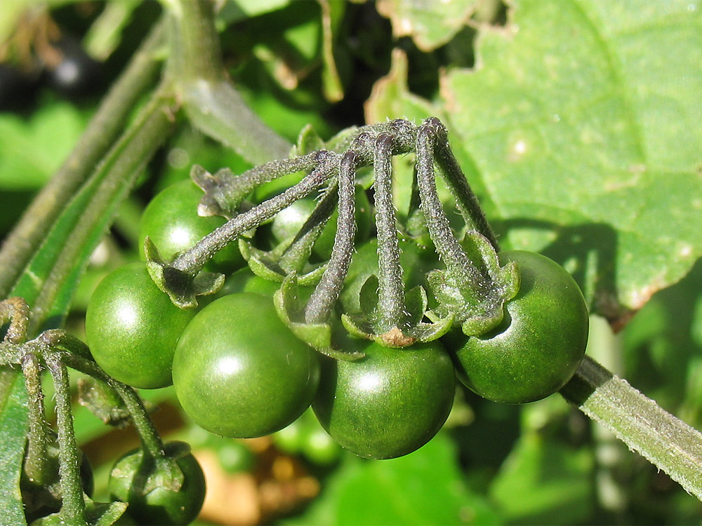 Image of Solanum nigrum ssp. schultesii specimen.