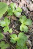 Sanicula europaea