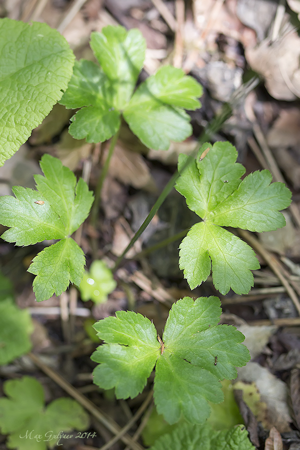 Image of Sanicula europaea specimen.