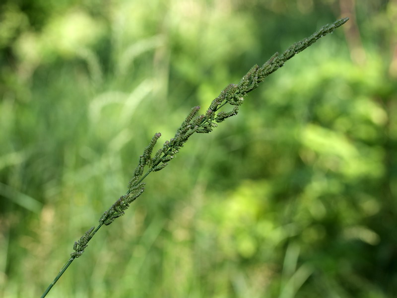 Изображение особи Beckmannia eruciformis.