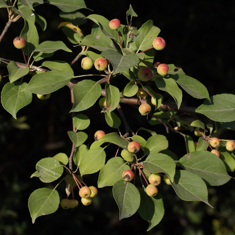 Изображение особи Malus baccata.