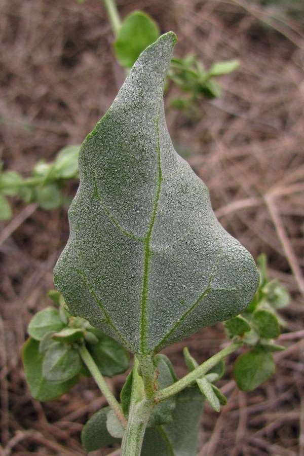 Image of Atriplex aucheri specimen.