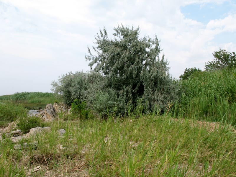 Изображение особи Elaeagnus angustifolia.