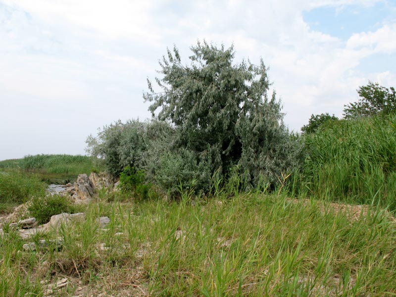 Image of Elaeagnus angustifolia specimen.