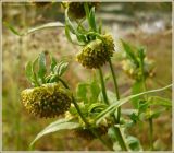 Bidens cernua. Верхушка растения с соплодиями. Чувашия, окр. г. Шумерля, правый берег р. Сура, Сурский затон. 13 сентября 2009 г.