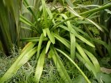 Agapanthus africanus