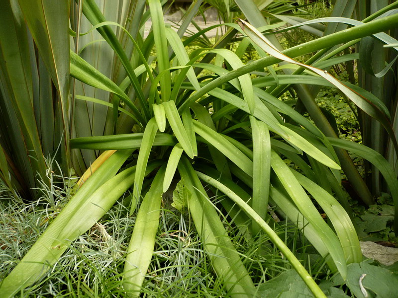 Изображение особи Agapanthus africanus.