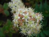 genus Hylotelephium. Соцветие. Удмуртия, Завьяловский район, д. Дуброво, дачный участок (в культуре из Якшур-Бодьнского р-на). 16.08.2009.