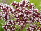 Origanum vulgare