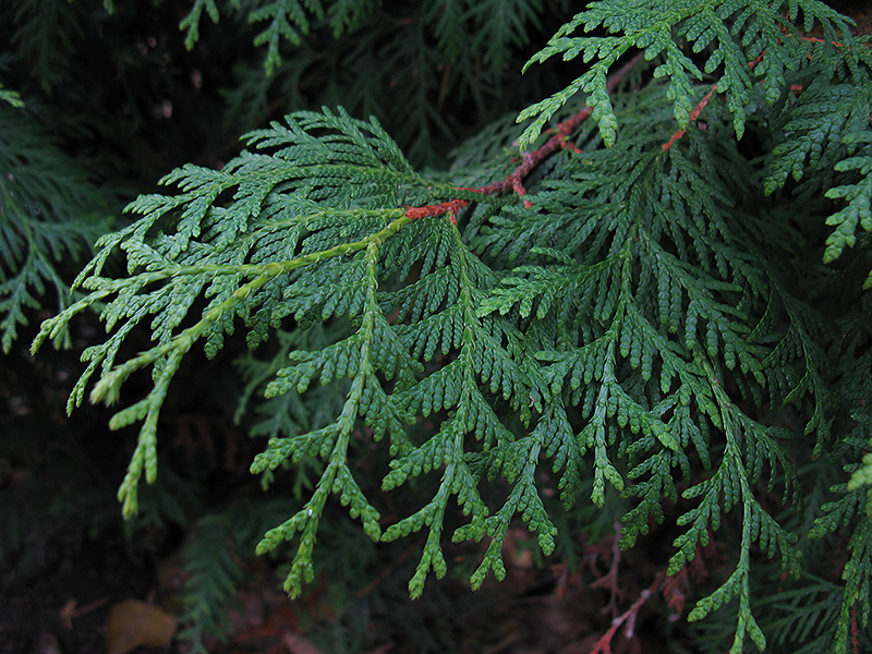 Изображение особи семейство Cupressaceae.