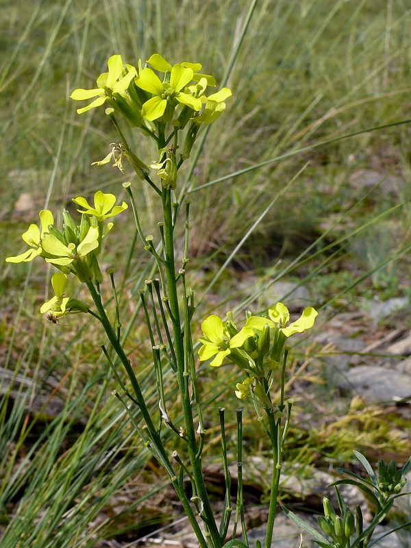 Image of Erysimum canescens specimen.