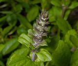 Ajuga reptans. Верхушка растения с соцветиями. Московская обл., Раменский р-н, окр. дер. Хрипань, садовый участок. 15.05.2015.