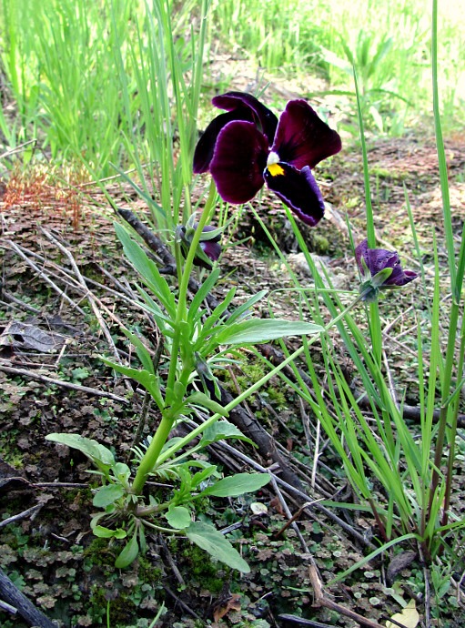 Изображение особи Viola wittrockiana.