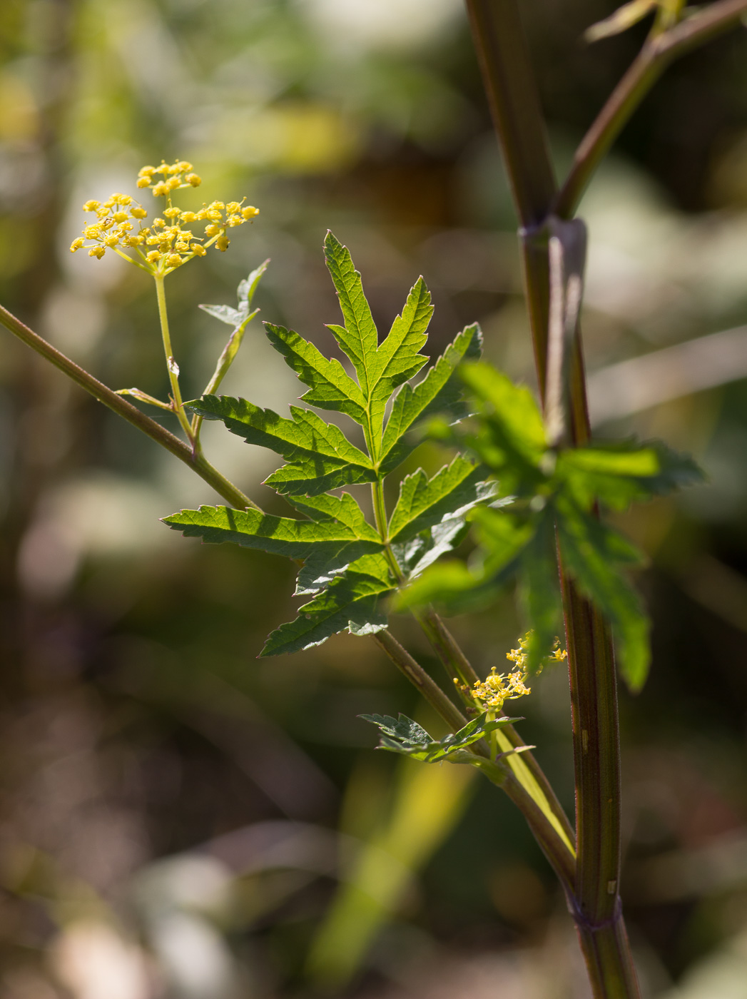 Изображение особи Pastinaca sylvestris.