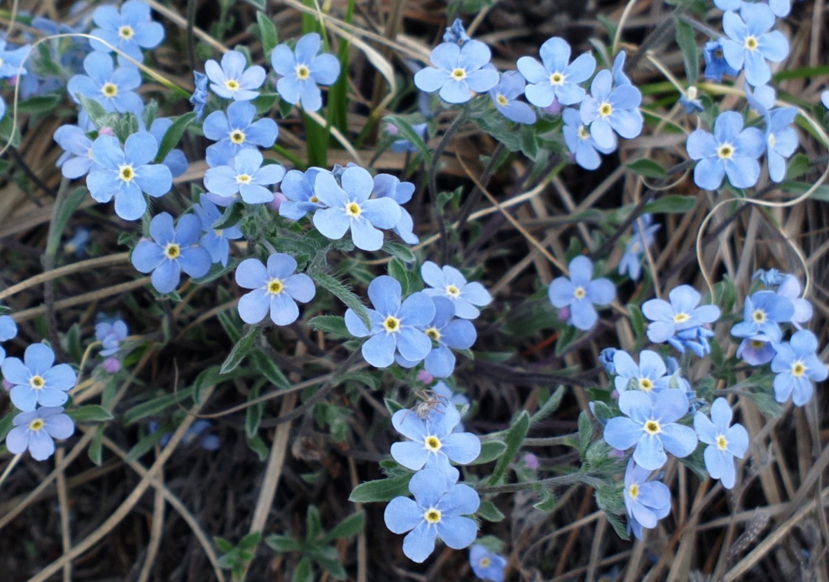 Изображение особи Amblynotus rupestris.