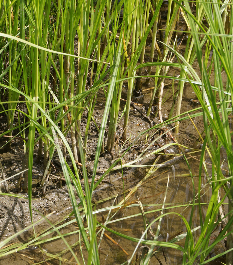 Image of Bolboschoenus planiculmis specimen.
