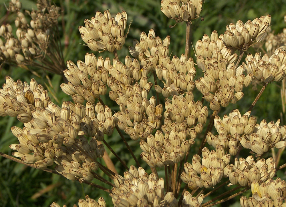 Image of Agasyllis latifolia specimen.
